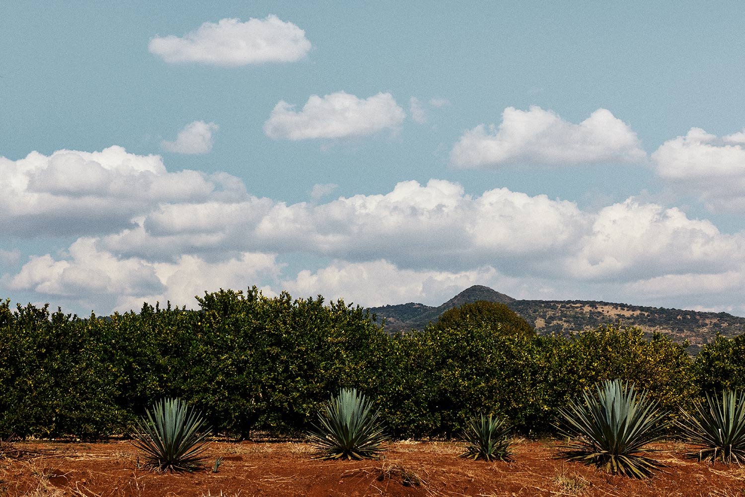 HCT-Agave-Fields-357.jpg