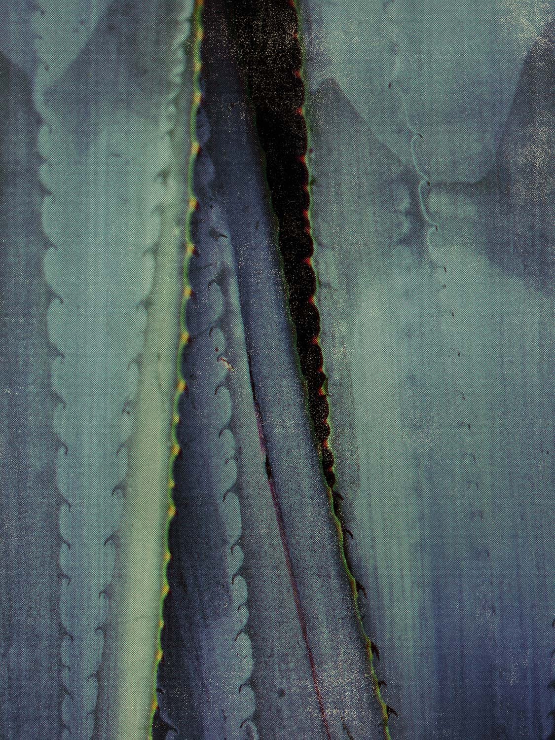 ART-Agave-Field-01.jpg