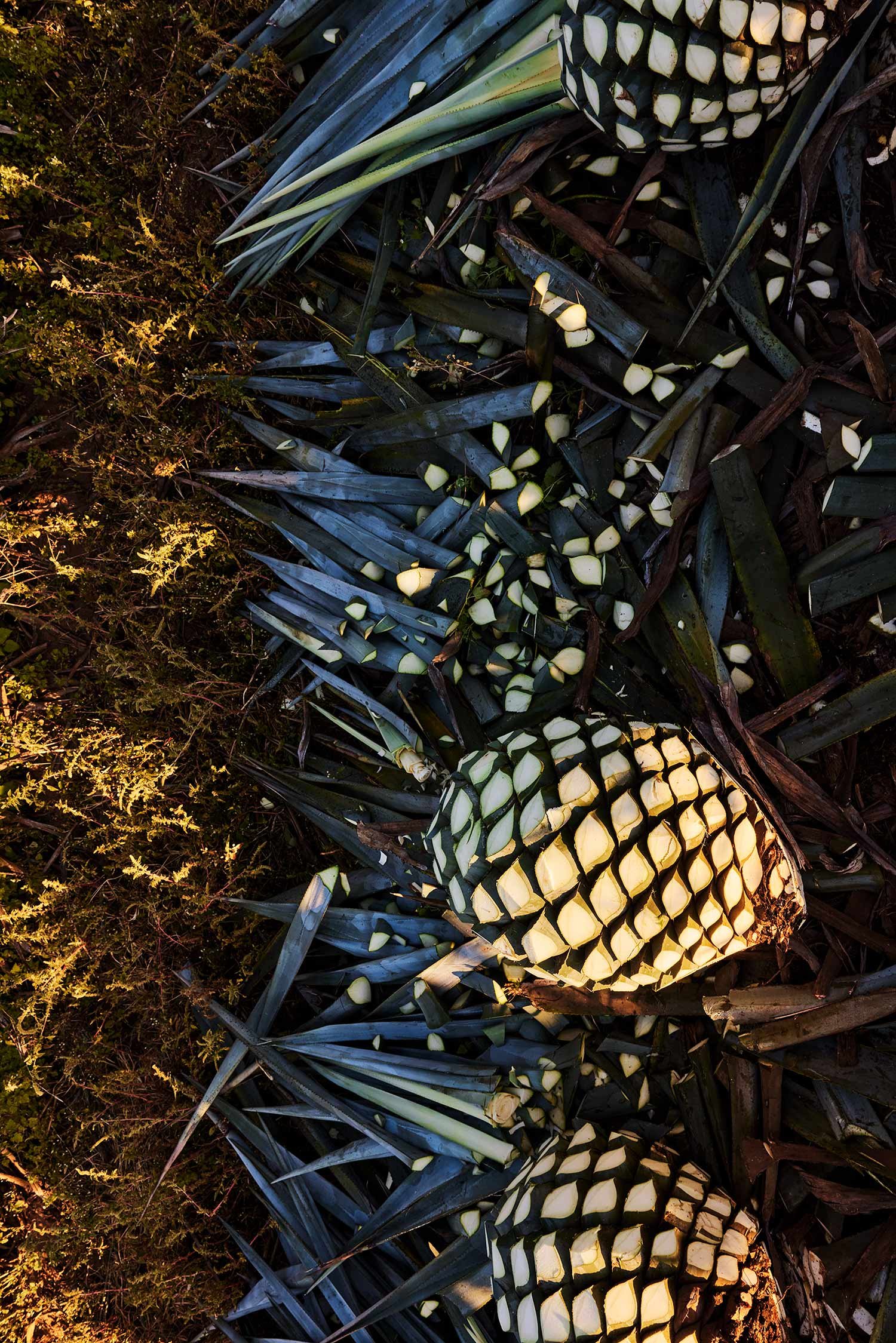 HCT-Agave-Fields-063.jpg