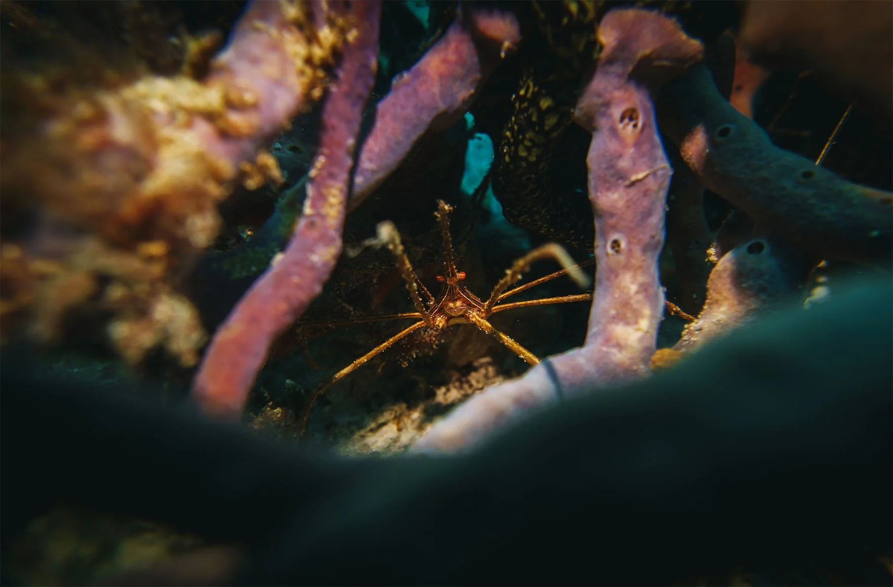 A spider crab hides among coral seen during a scuba dive