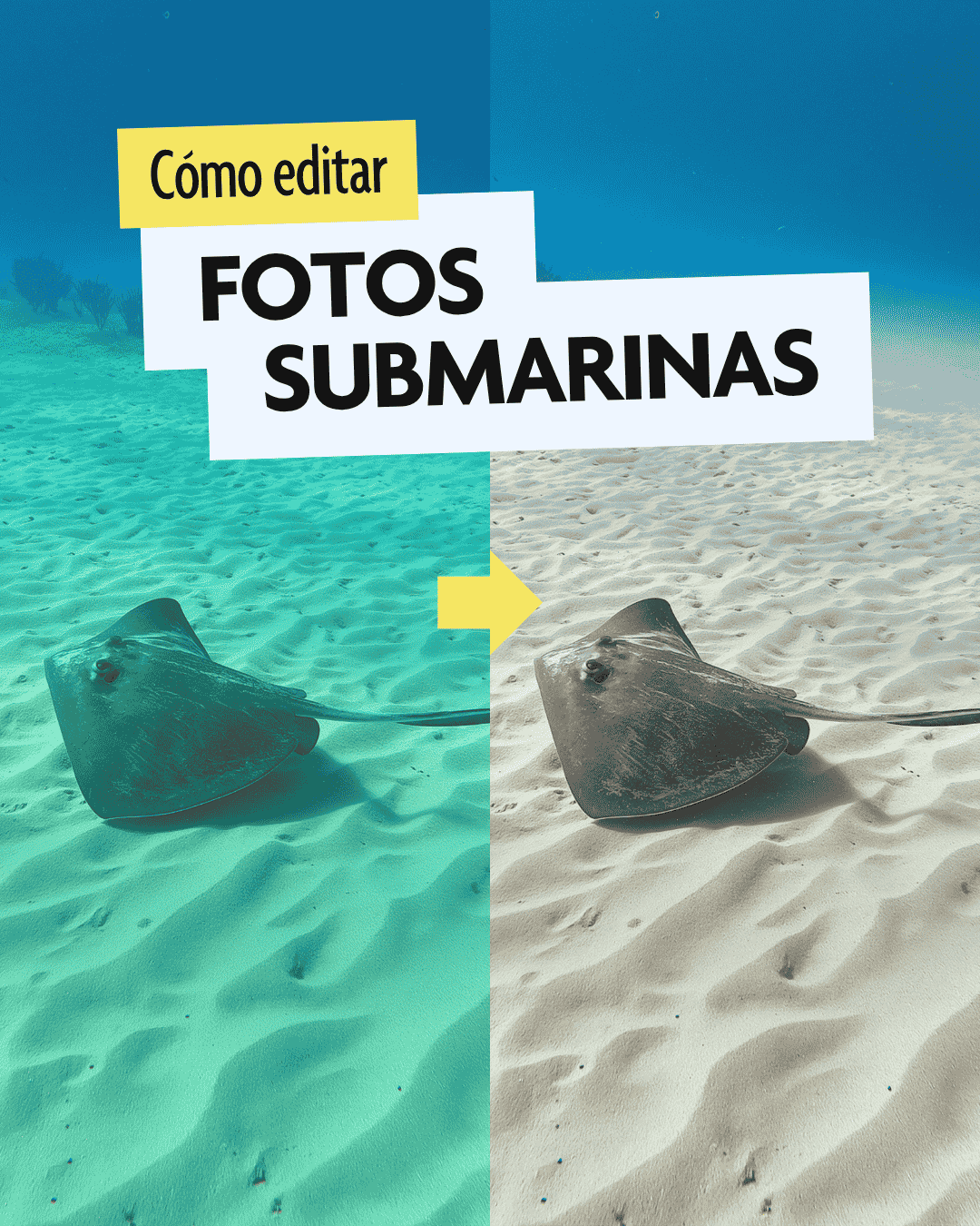Cómo editar fotos submarinas. 6 maneras de mejorar tus fotos de buceo.