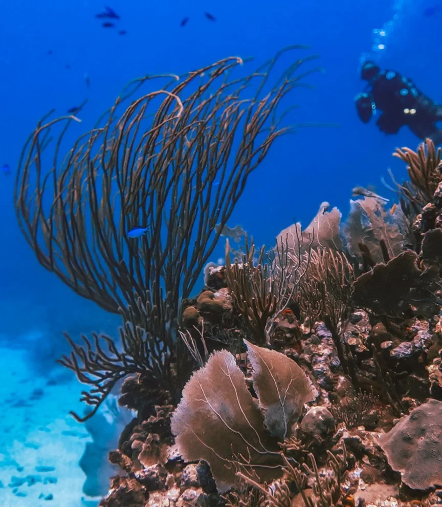A scuba diver observes a reef from a respectful distance in La Parguera, Puerto Rico.