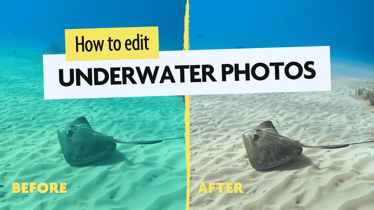 color correction of underwater marine life photo