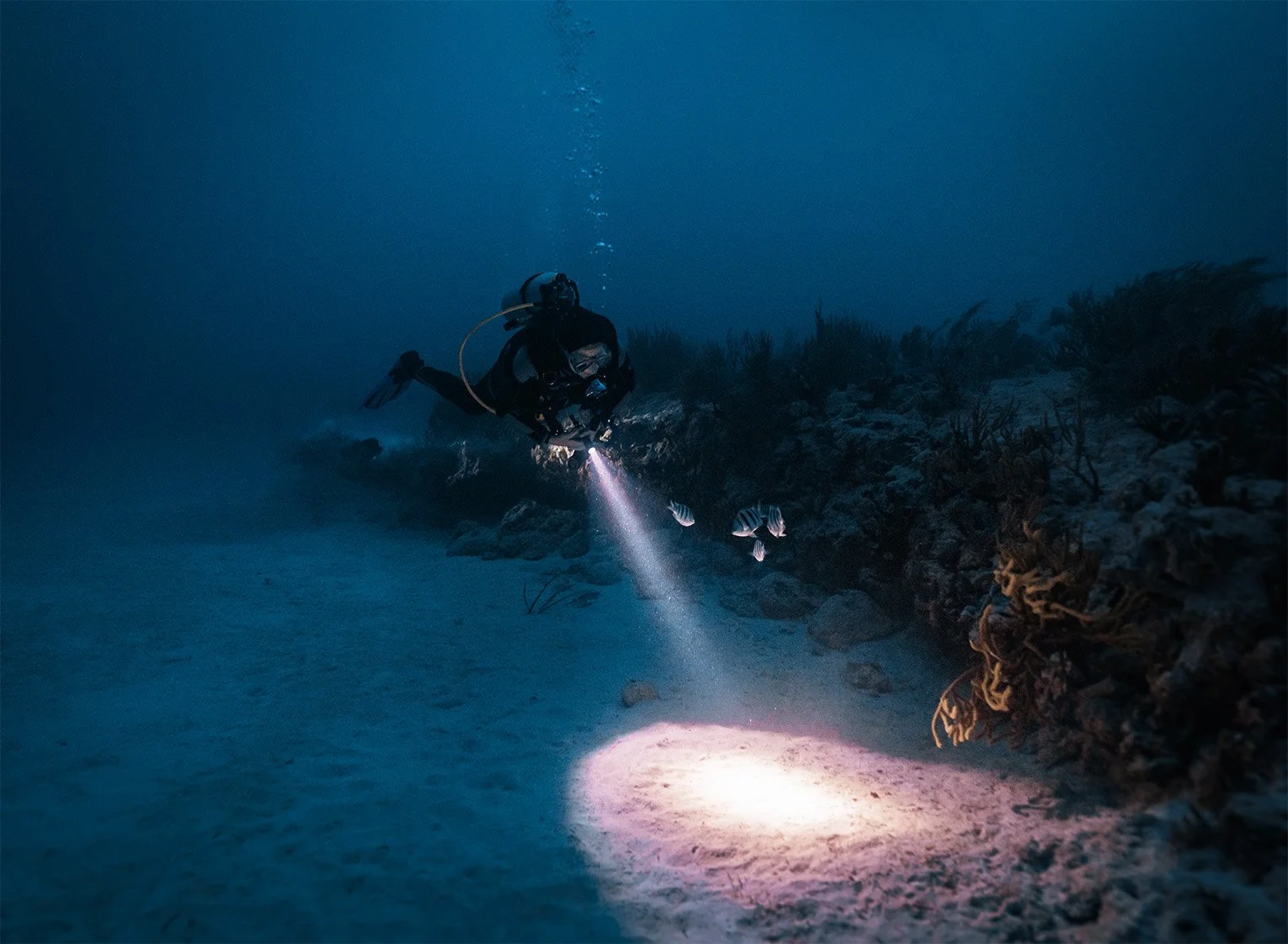 A scuba diver watches four fish along a reef during a night dive