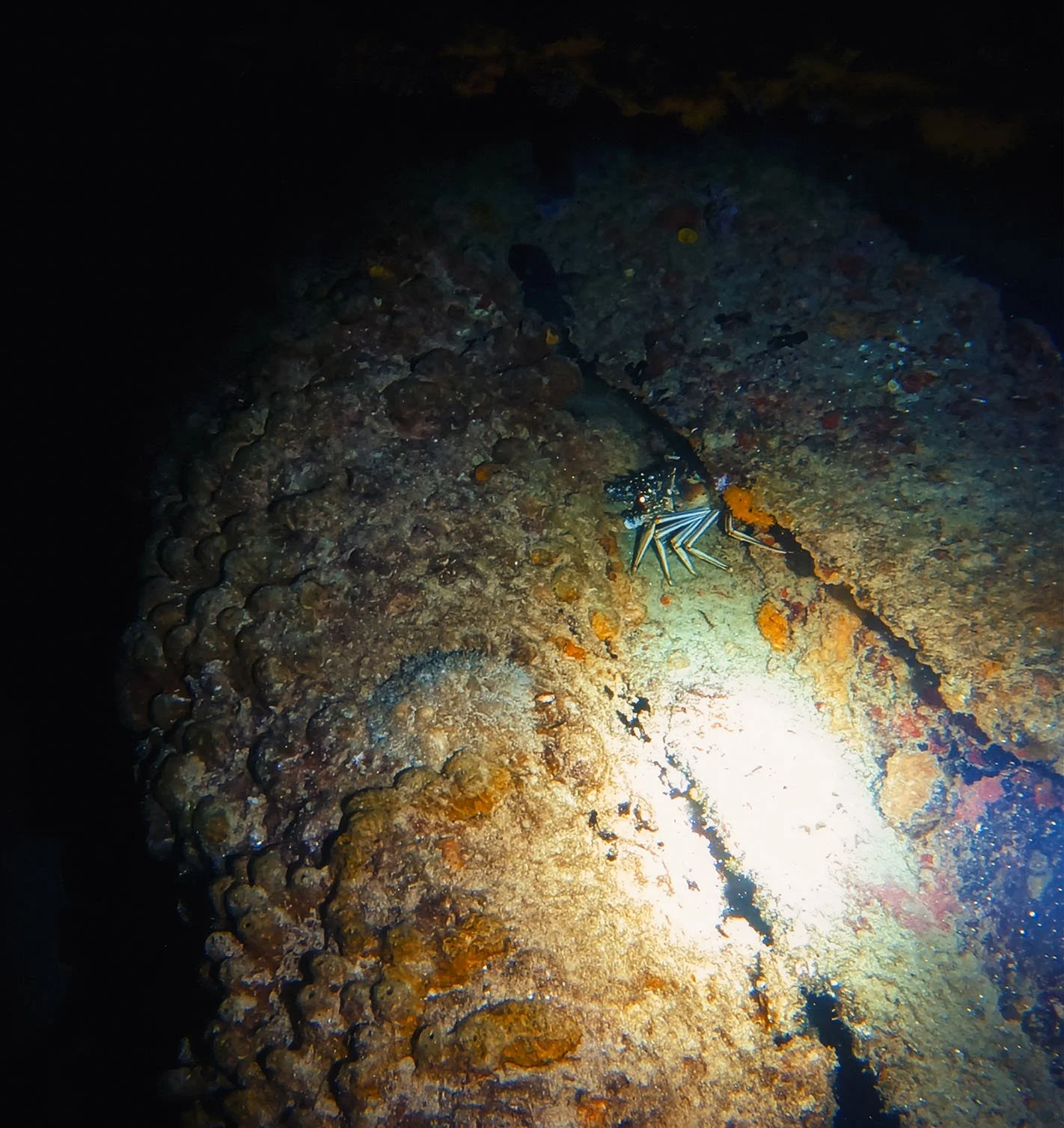 Marine life like fish, crabs, and eels peek out from underwater structures in Crash Boat Beach, Aguadilla