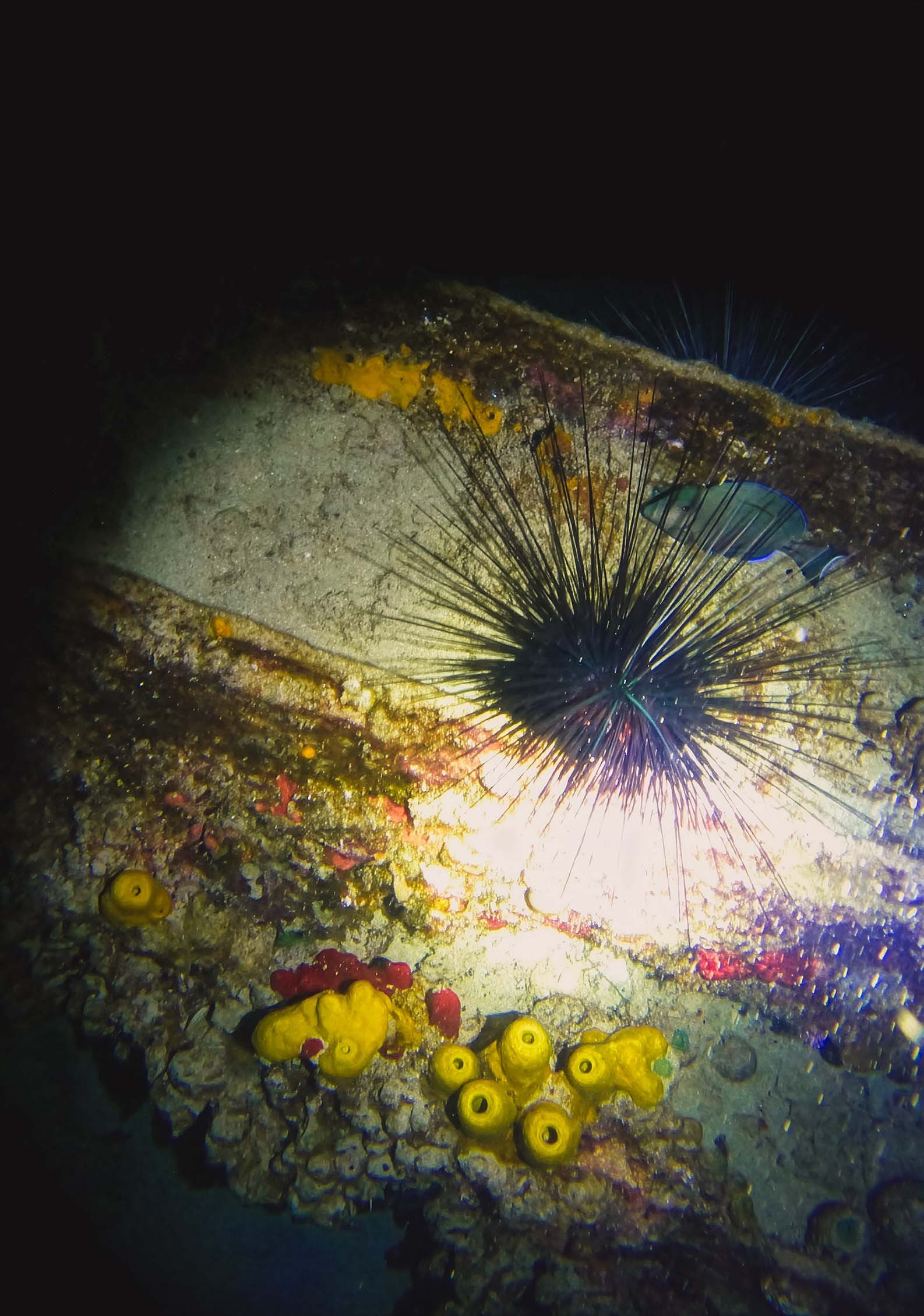 Long-spined sea urchin found on artificial reef during a night dive in Aguadilla, Puerto Rico
