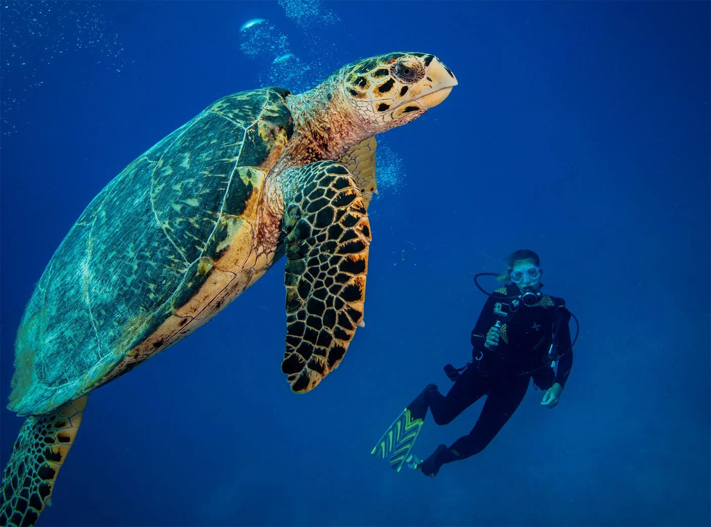 A scuba diver observes a hawksbill sea turtle from a distance