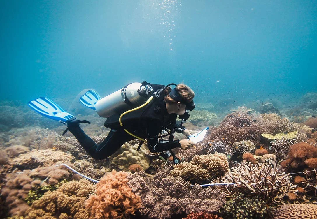 Scuba diver collects data of a coral transect underwater
