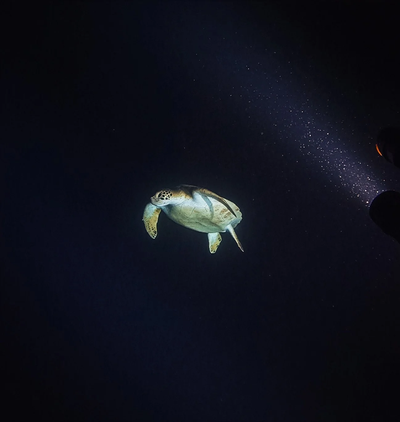Diver encounters a sea turtle while scuba diving at night in Escambrón Beach