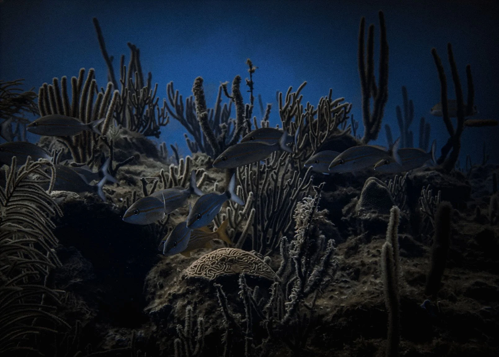 Fish swim on a reef in Vieques