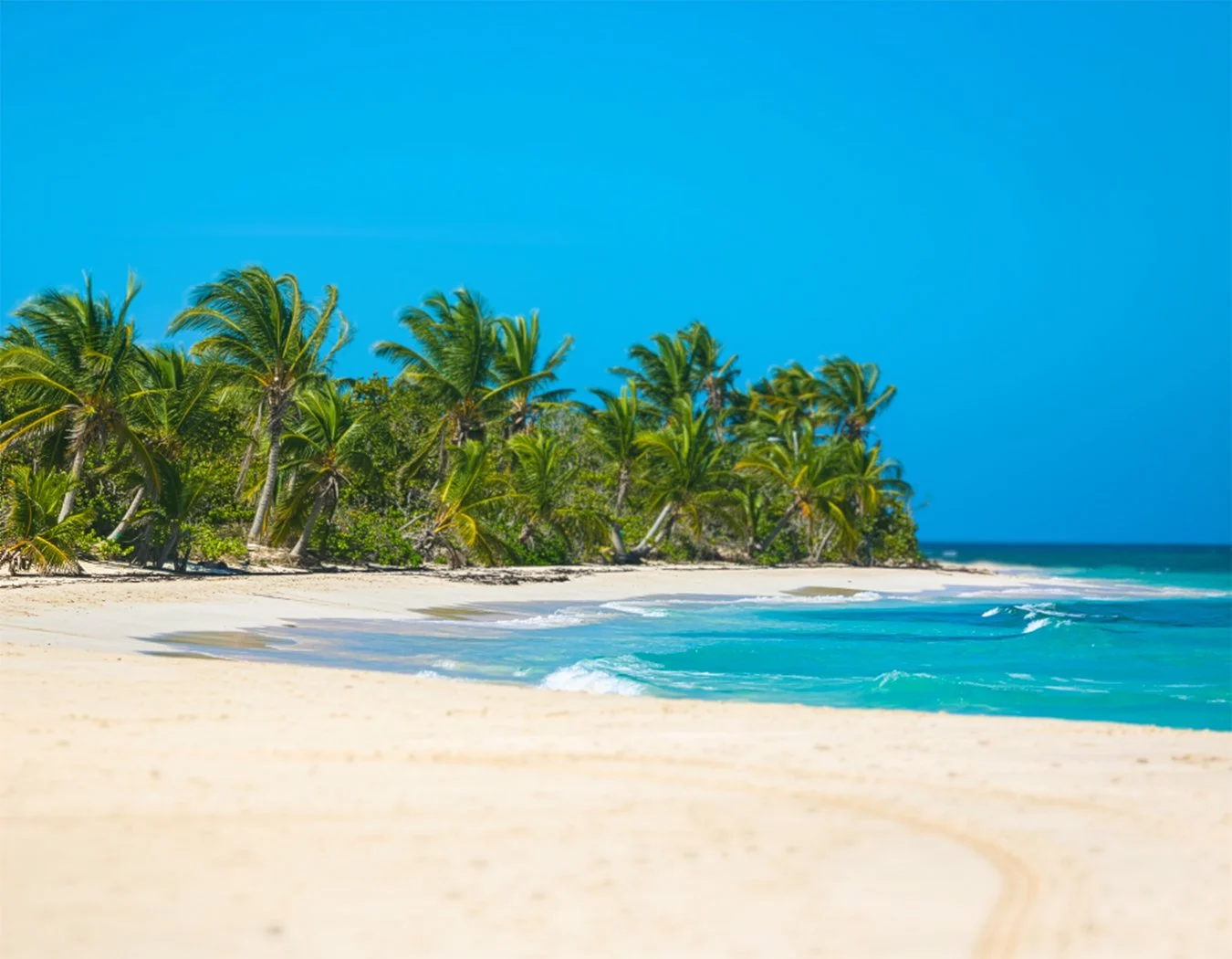 Sandy beach lined with palm trees and greenery in Puerto Rico