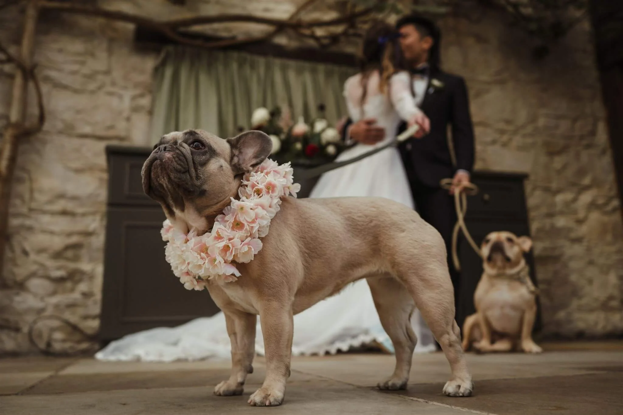 A lilac-colored French bulldog wearing a pink floral lei stands in front of a romantic wedding scene with a bride and groom embracing in the background, and another dog sitting nearby.