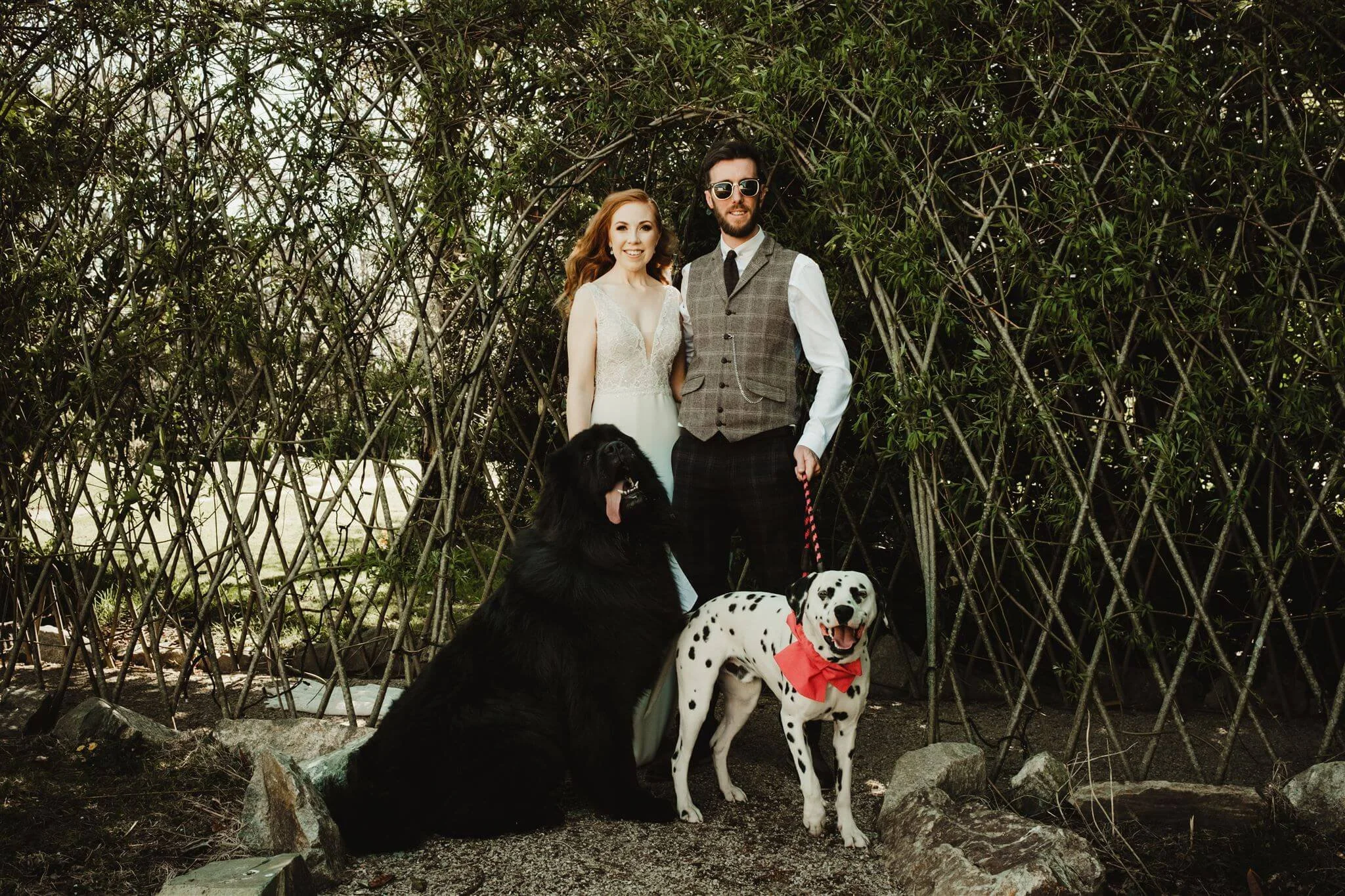 A couple dressed in vintage wedding attire standing outdoors in front of greenery with two dogs, a black Newfoundland and a Dalmatian, on leashes. The Dalmatian has a red bow.