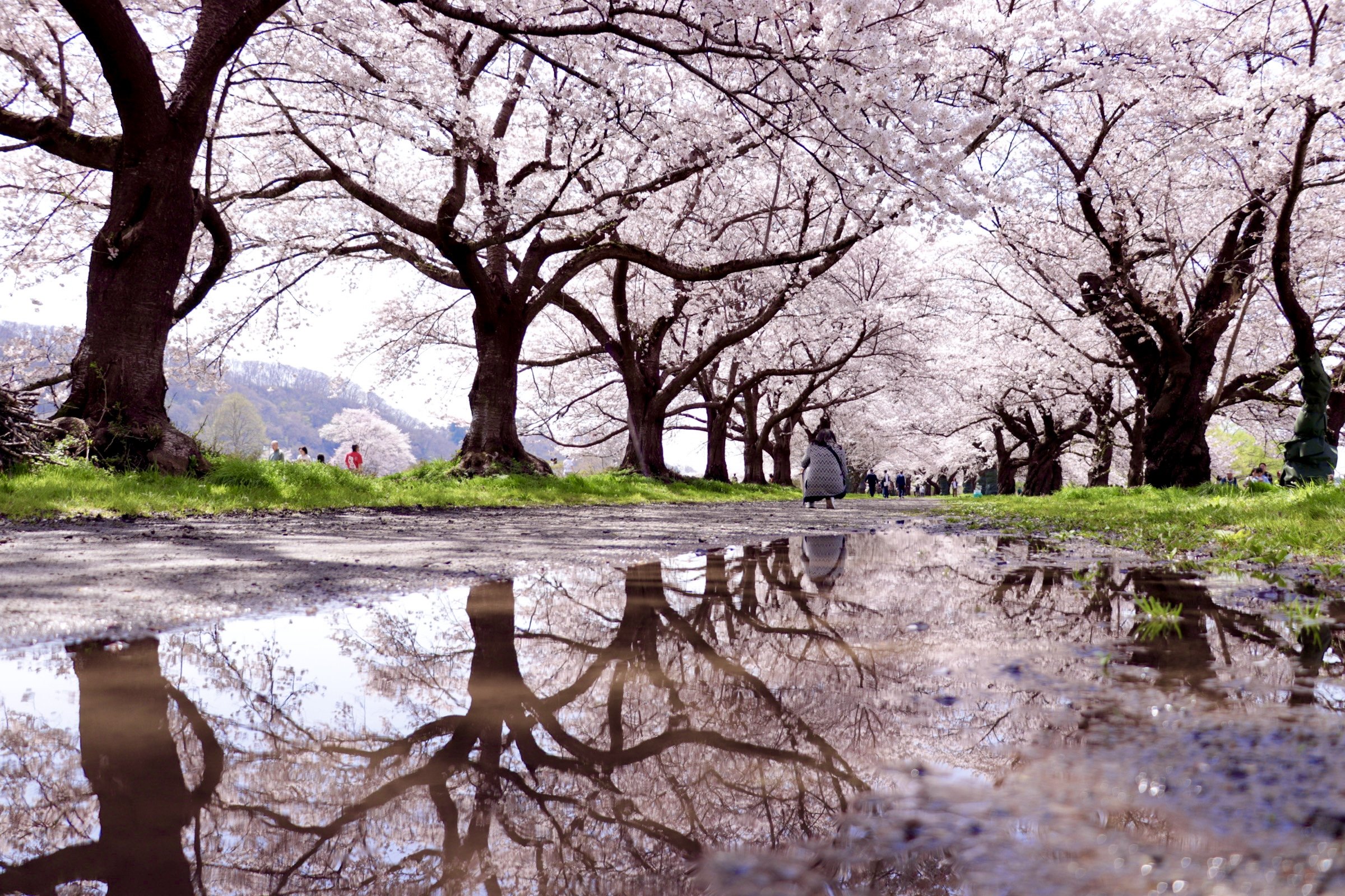 岩手県北上市 北上市立公園展勝地