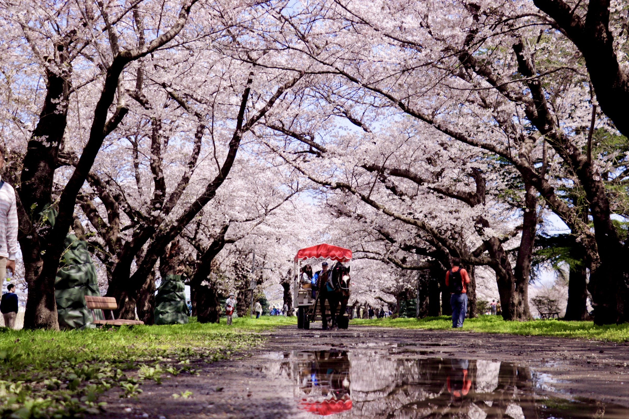 岩手県北上市 北上市立公園展勝地