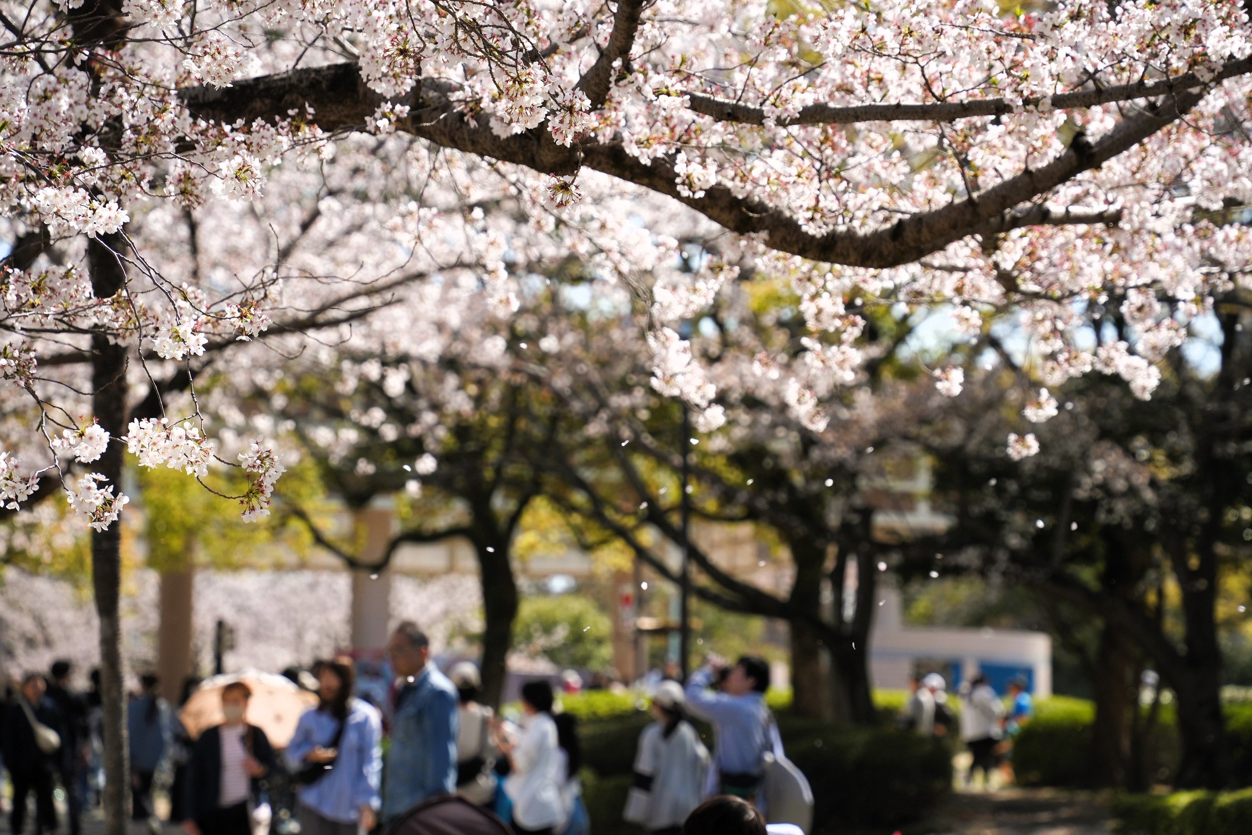 福岡県春日市 春日公園