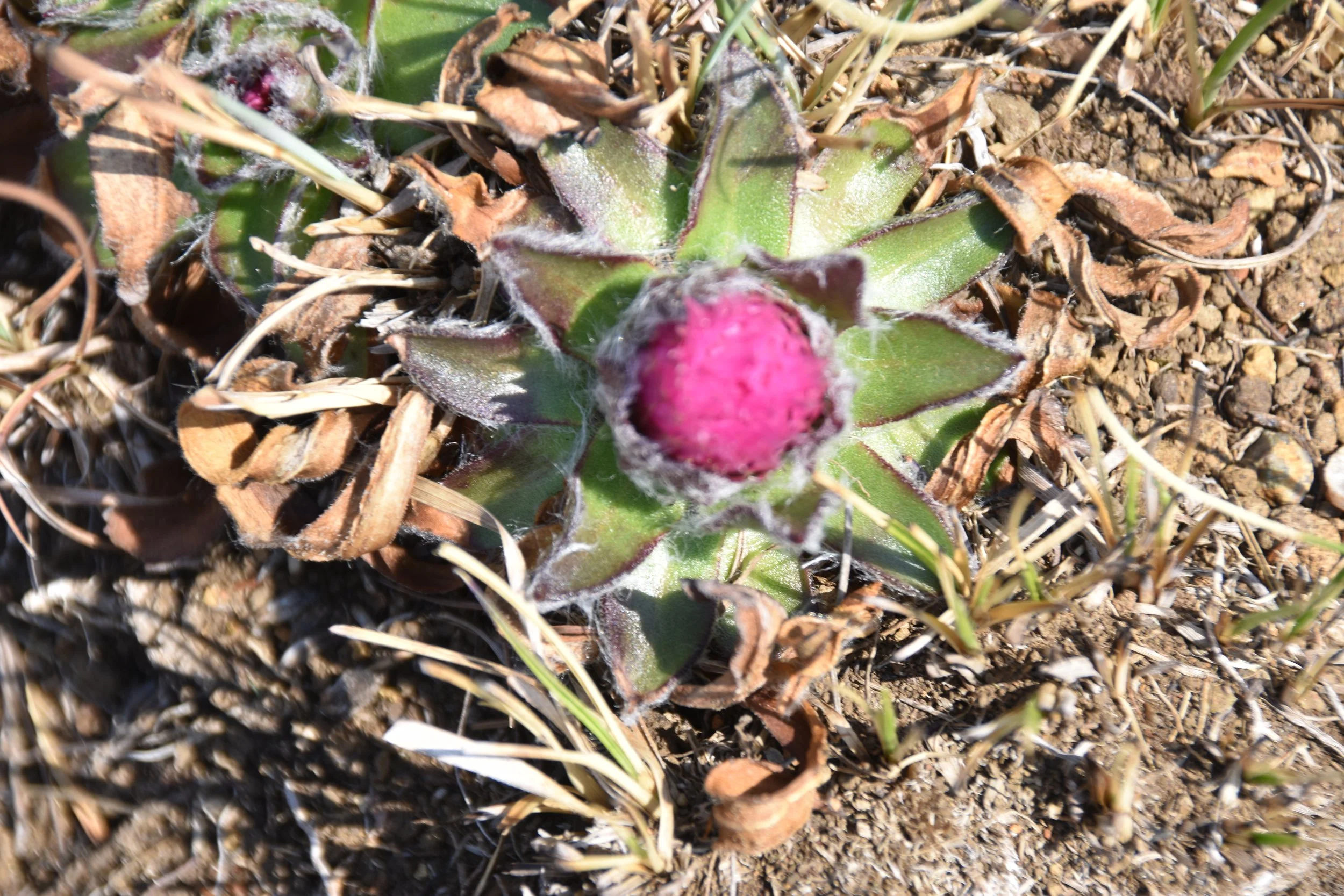 DSC_0379.JPG