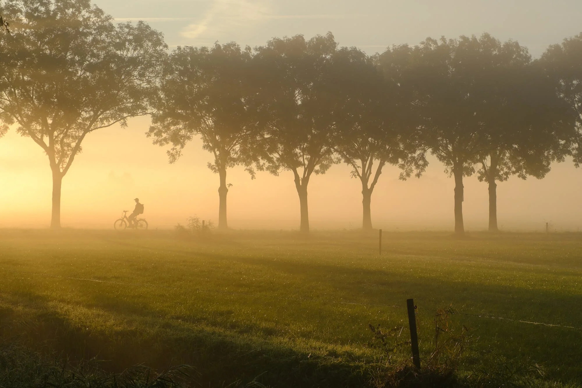 Cyclist in early morning mist on a Dutch polder