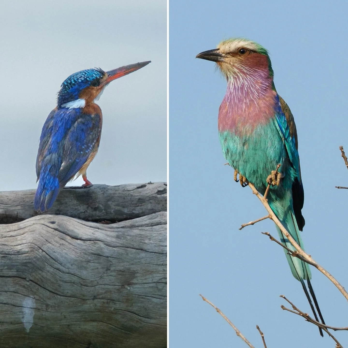 Last 2 colourful birds in this mini series at the moment!

Malachite kingfisher and Lilac-breasted roller.

Shooting with a Fuji 150-600mm (229-914mm ff equiv) meant shy birds, such as these two, could be photographed at a distance if they rested whe