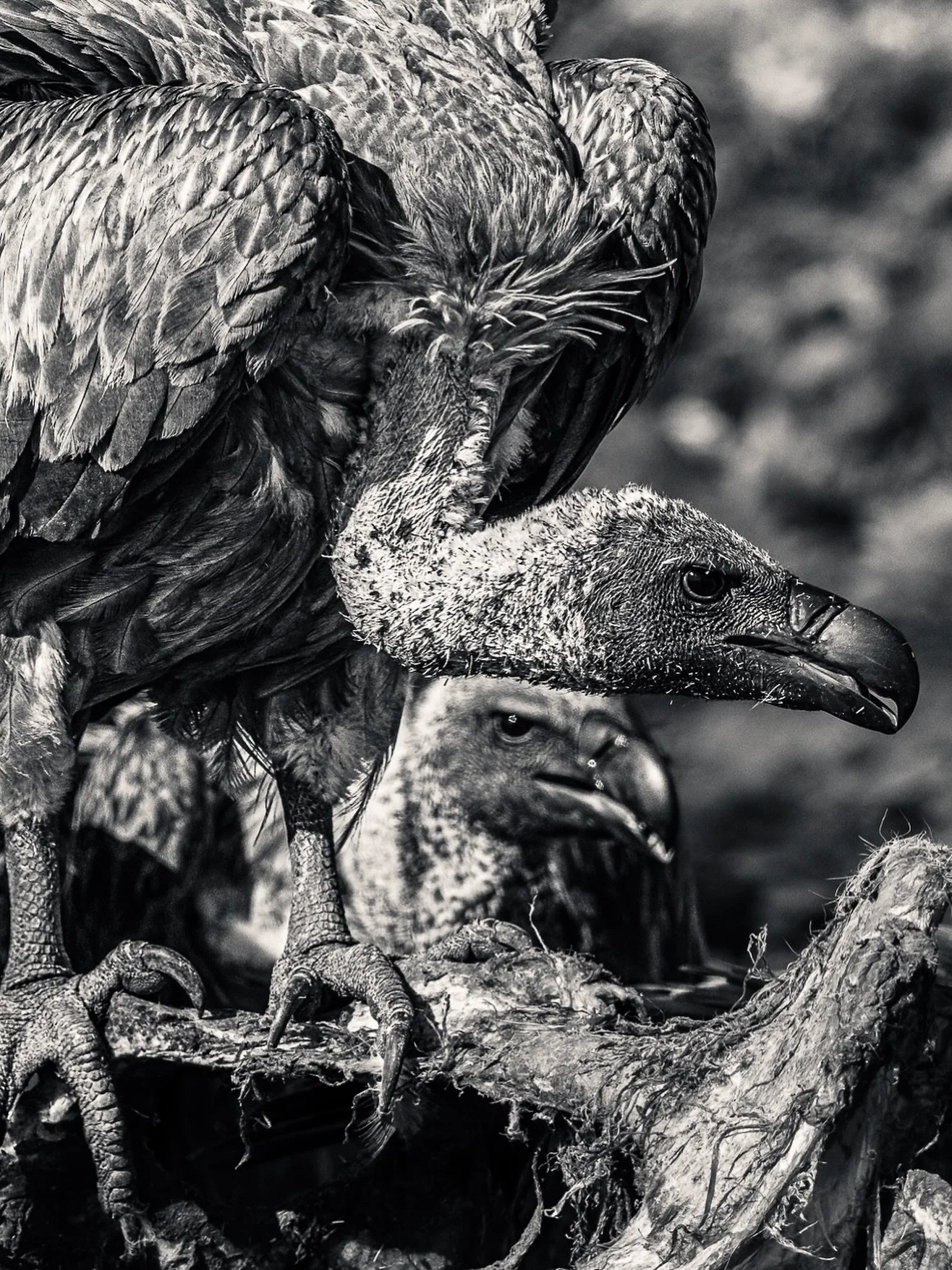 Last bird shot for a while and a way of transitioning back to B&amp;W (split-tone)! These are the sort of birds that are best in black and white anyway - yes?! Here seen devouring a recent lion kill of a young Cape Buffalo (one of the &ldquo;Big 5&rd
