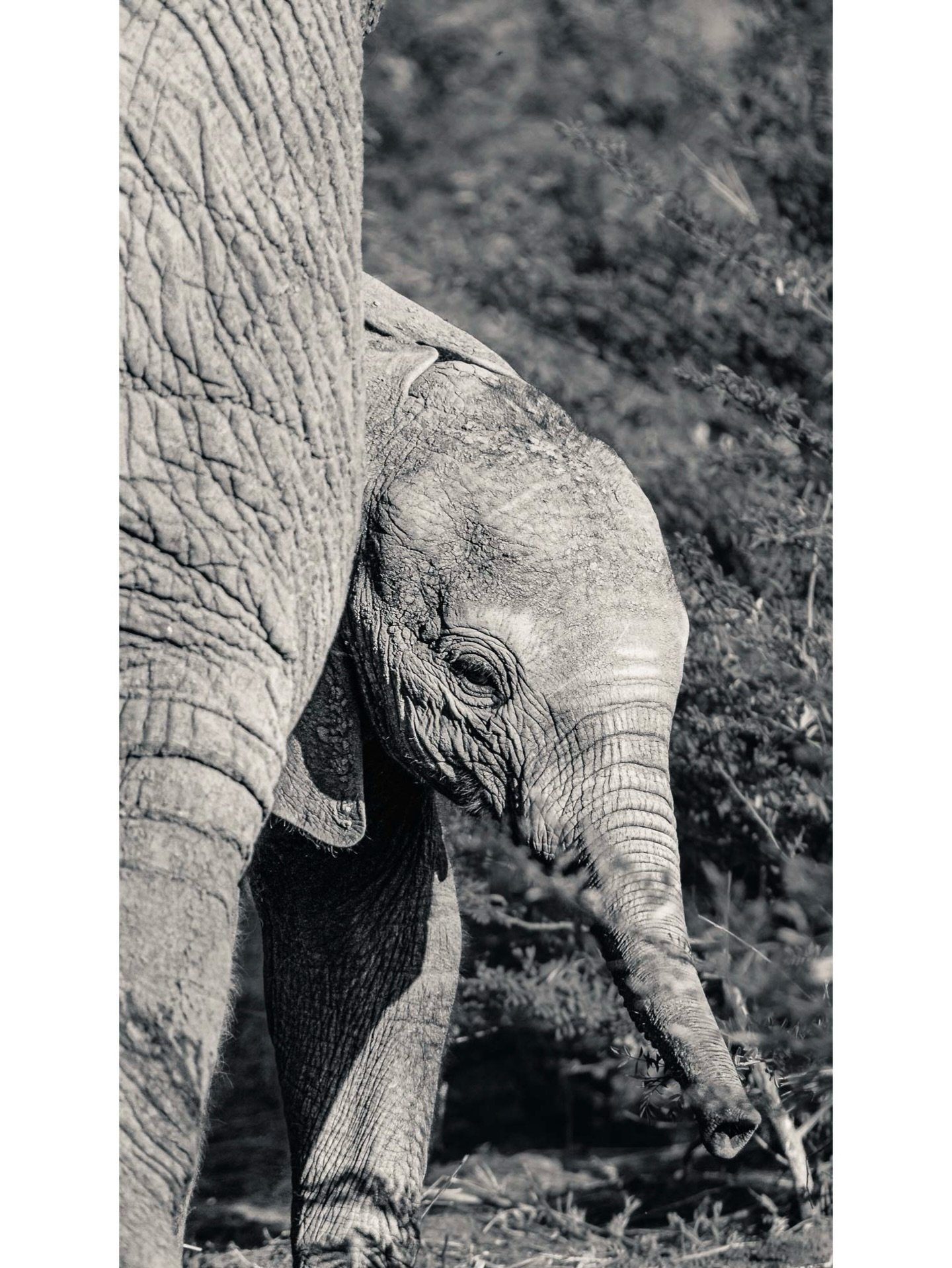 Catching up with images made a few weeks ago whilst in Zambia&hellip;