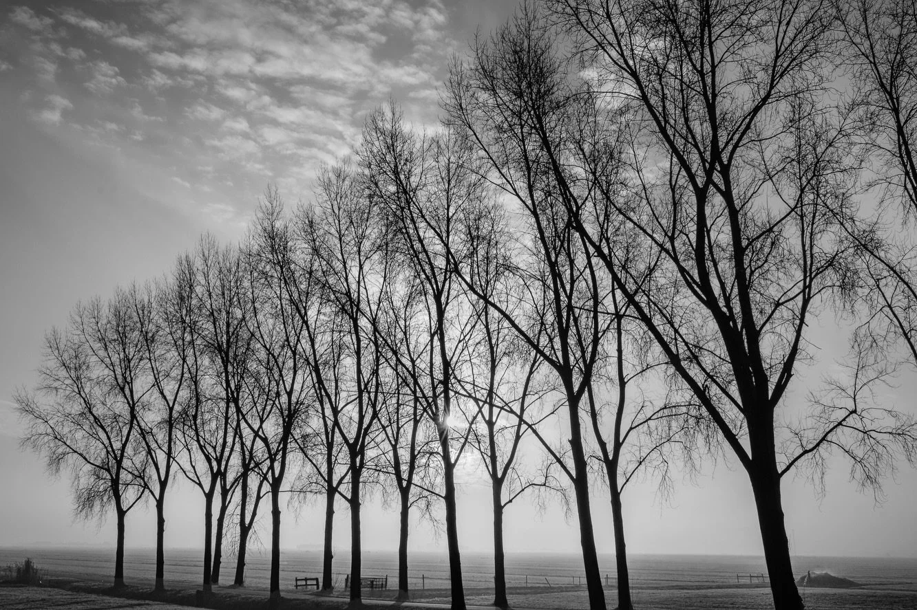 Time with trees and morning shadows over a nearby polder.

A couple of B&amp;W&rsquo;s and the same images with a split-tone applied.

In terms of &ldquo;normal&rdquo; Dutch winters, (grey skies with zero shadows), so far so good this year!

Have a g