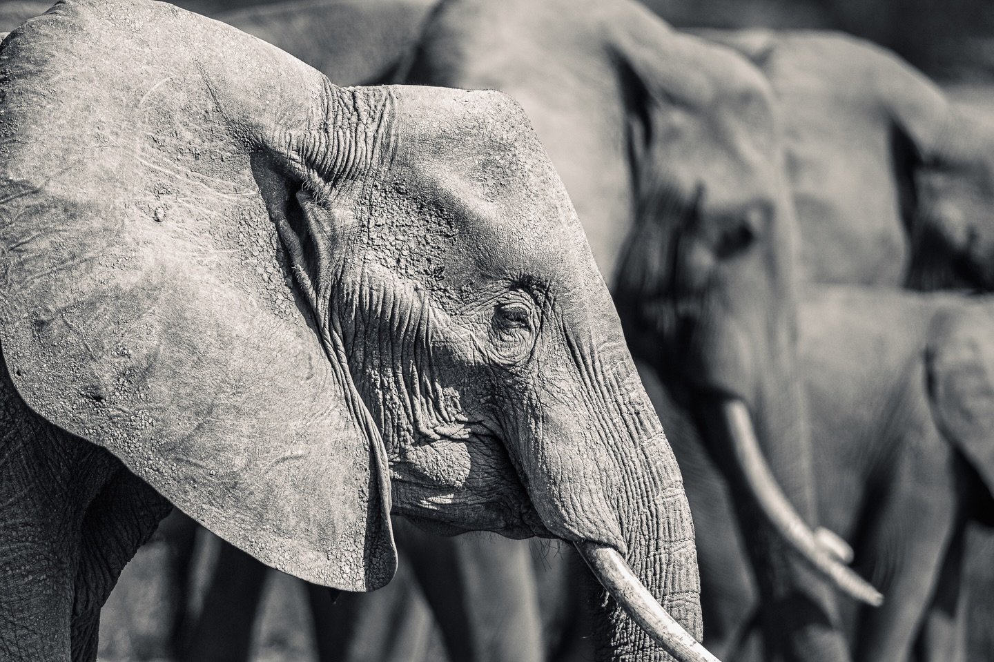 One of the benefits of digital I guess (if it wasn&rsquo;t for $$$, I&rsquo;d still shoot film!), is the ability to capture shots in RAW. So even though you were looking at colour in your viewfinder at the time, you&rsquo;re able to translate into B&