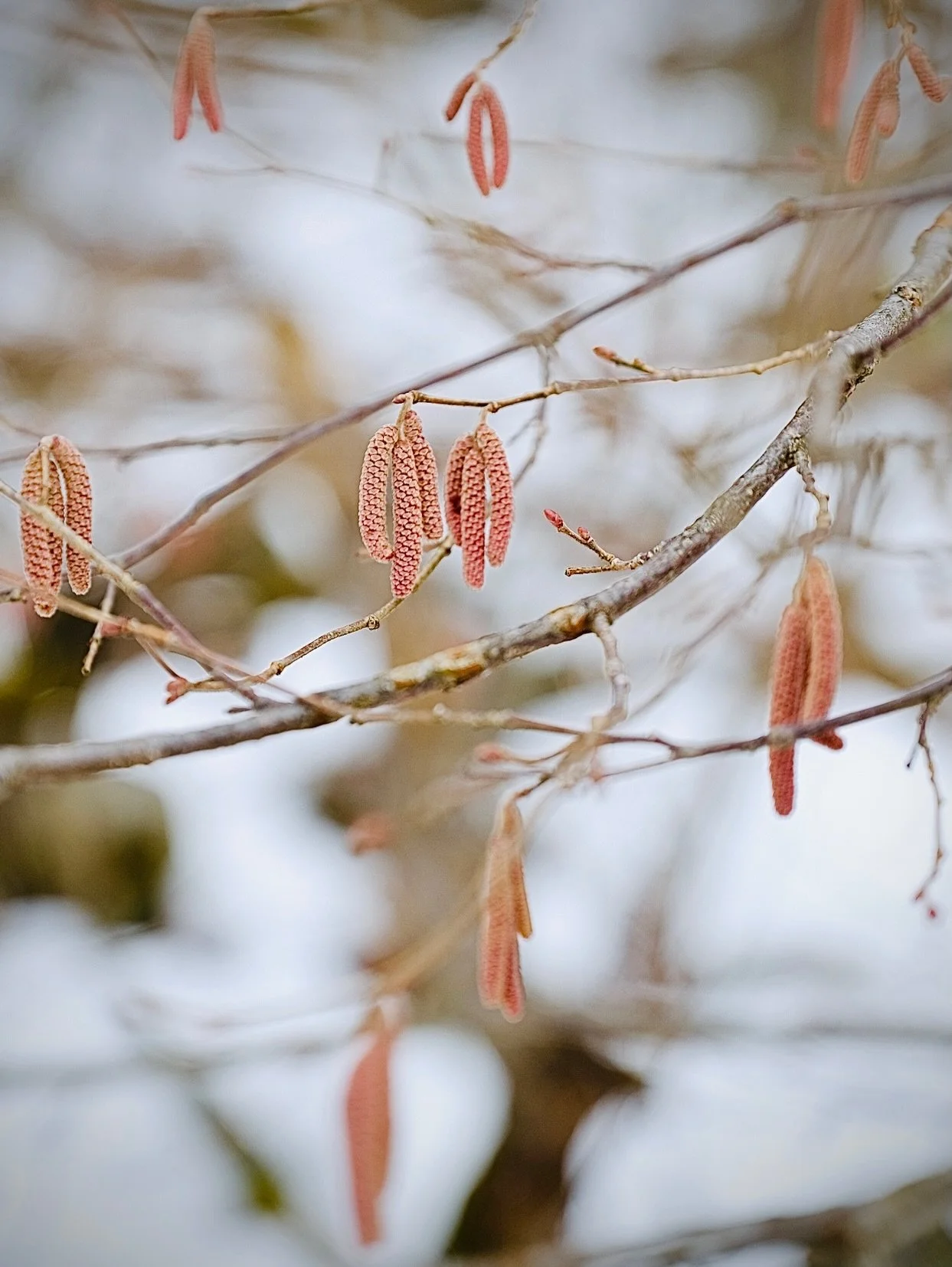 In a shadowless, still &amp; silent world this morning.

A few hundred metres from @alittlecabininthealps the change of seasons was evident. From the discolouring of hazel catkins (taken from the Old Dutch &ldquo;katteken&rdquo;) to the browns, green