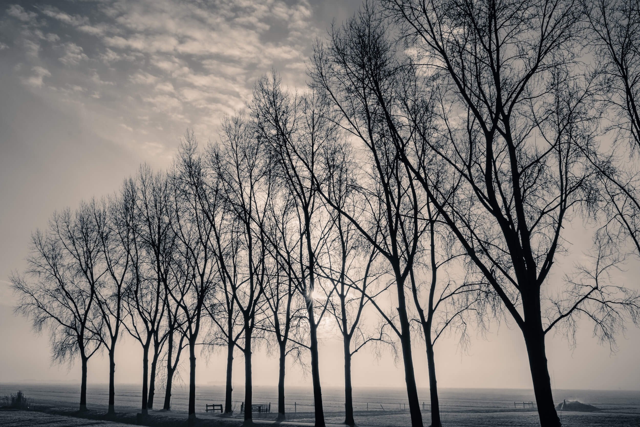 row of trees on edge of a Dutch polder in early morning light
