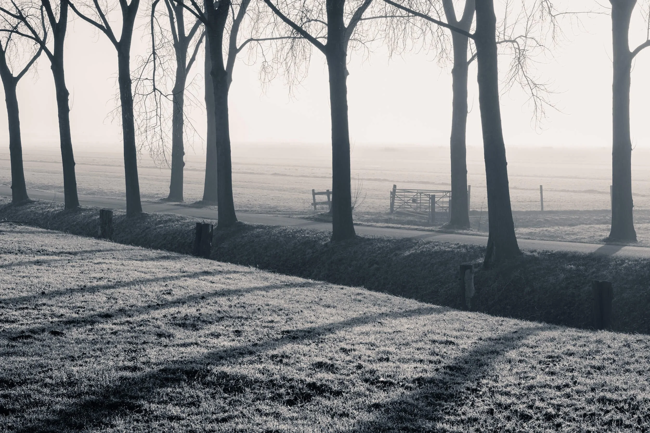 shadows of trees on a Dutch polder in early morning light