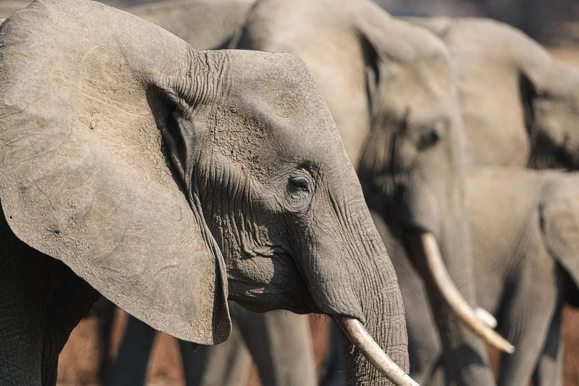 Elephant herd in South Luangwa National Park Zambia