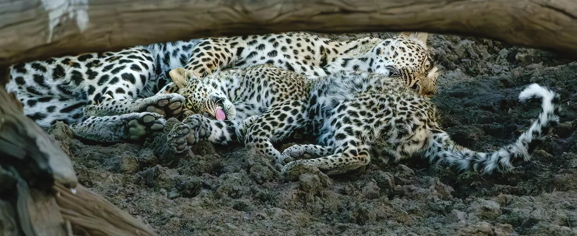 Leopard and leopard cub in South Luangwa National Park Zambia