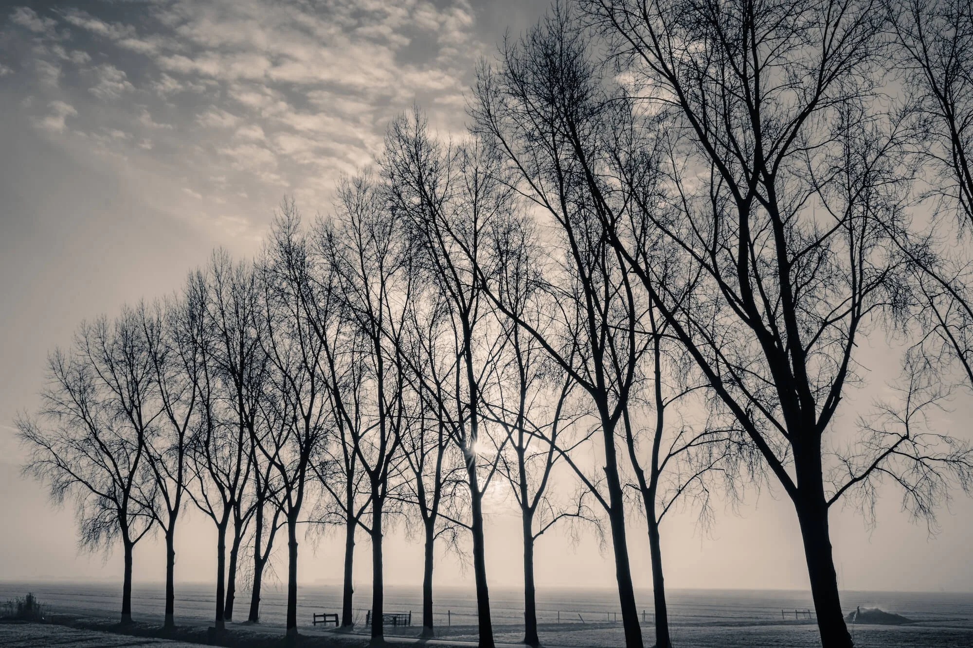 A row of trees on a Dutch polder in split tone black and white