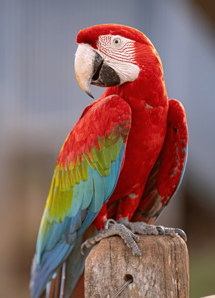 Red-and-green-Macaw-Vinicius-Rodrigues-de-Souza-Getty-740x1024.png