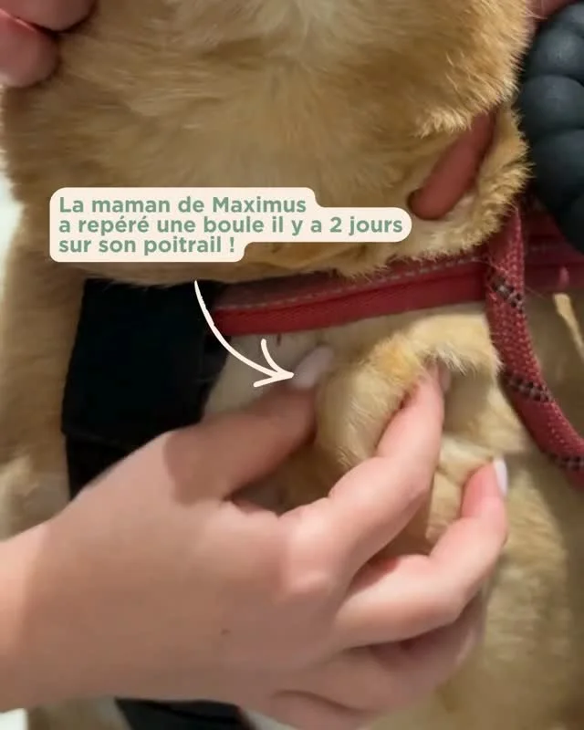 Mais ... c'est quoi cette petite boule sur le beau poitrail de Maximus ? 🤍

On vous partage la consultation de ce beau berger cr&eacute;ole de 8 ans avec Dr Ciup et le pr&eacute;l&egrave;vement est ... surprenant ! 👀

&ndash; L&rsquo;&eacute;quipe 