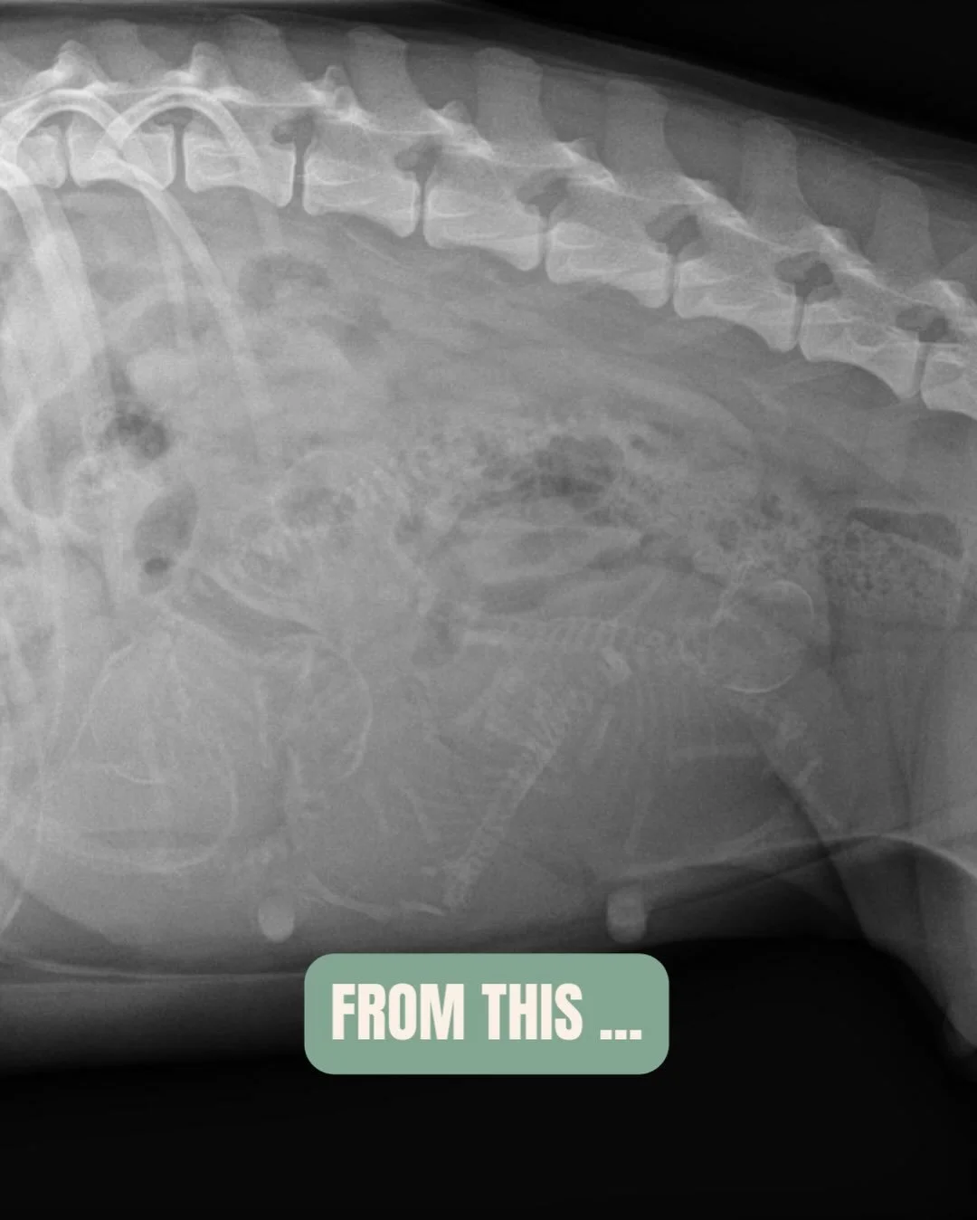 Voici une radio qui annonce une merveilleuse nouvelle, certainement celle que l&rsquo;on pr&eacute;f&egrave;re &agrave; la clinique des V&eacute;tos Parisiens : Vivi, Shiba Inu de 4 ans attend 4 chiots. 🐾

On vous fait les pr&eacute;sentations (atte