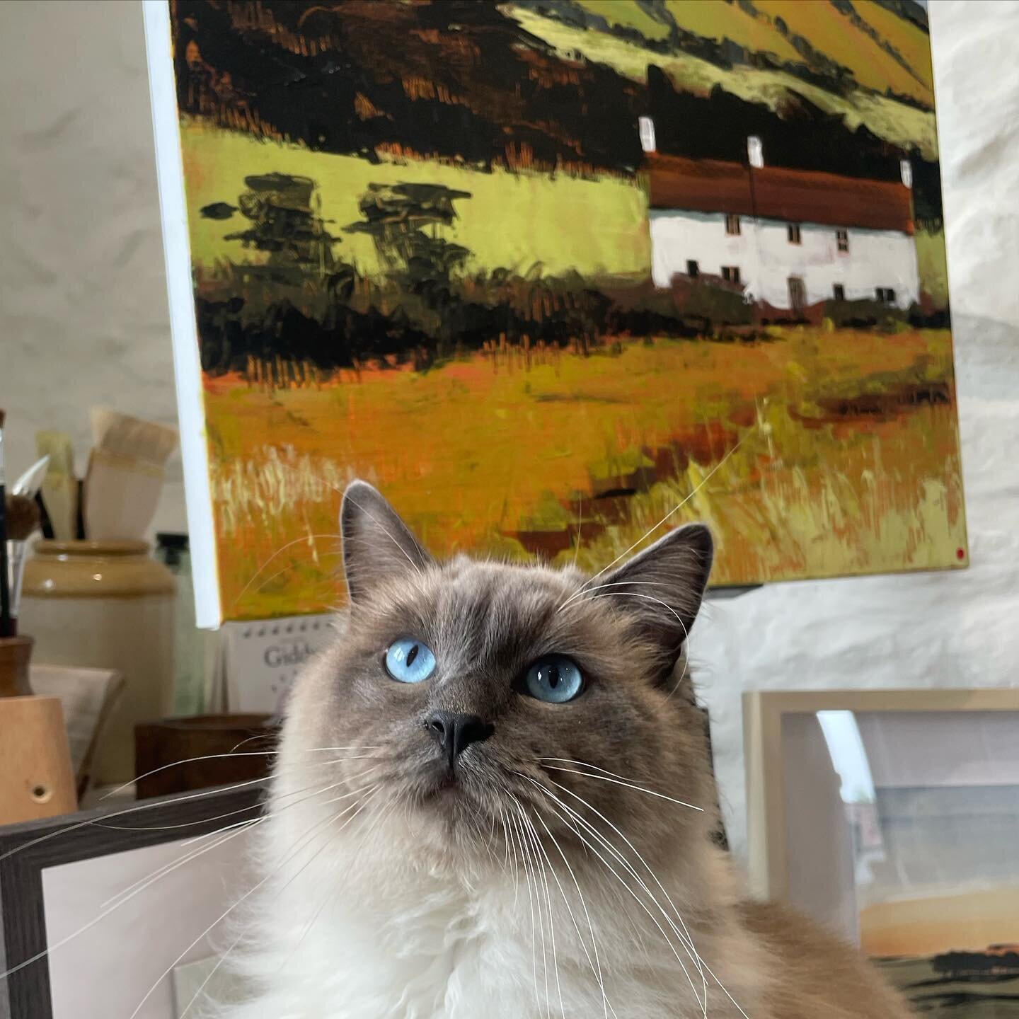 Fluffy cat cuddles with every painting sold!

Open 10-6pm weekends and 2-6pm during the week. Closed Wednesday. Open until 8th May. #NSAW23 Venue30 details on website www.northsomersetarts.org.uk

#Ragdoll #Painting #Landscape #Acrylics #acrylicpaint