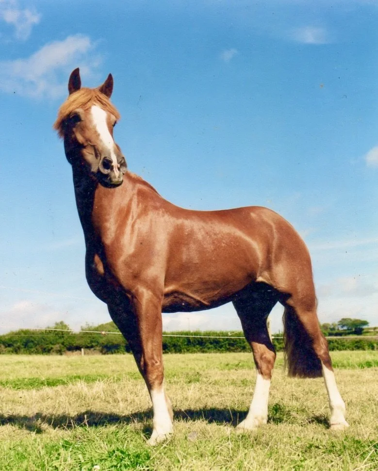 A brown horse with a white stripe on its face standing in a grassy field under a blue sky with some clouds.