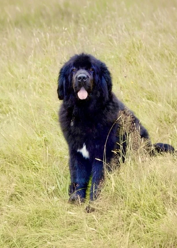 A black dog sitting in a grassy field with its tongue out. Enjoying the moment.