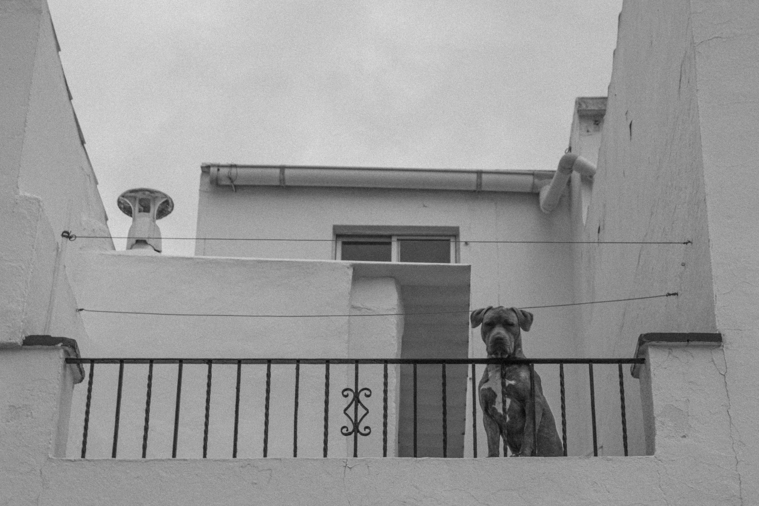 Dogs are watching you.jpg