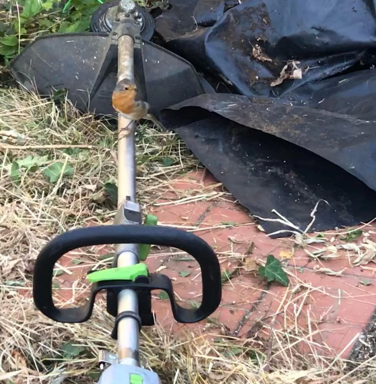 ❤️ 🐦 ❤️