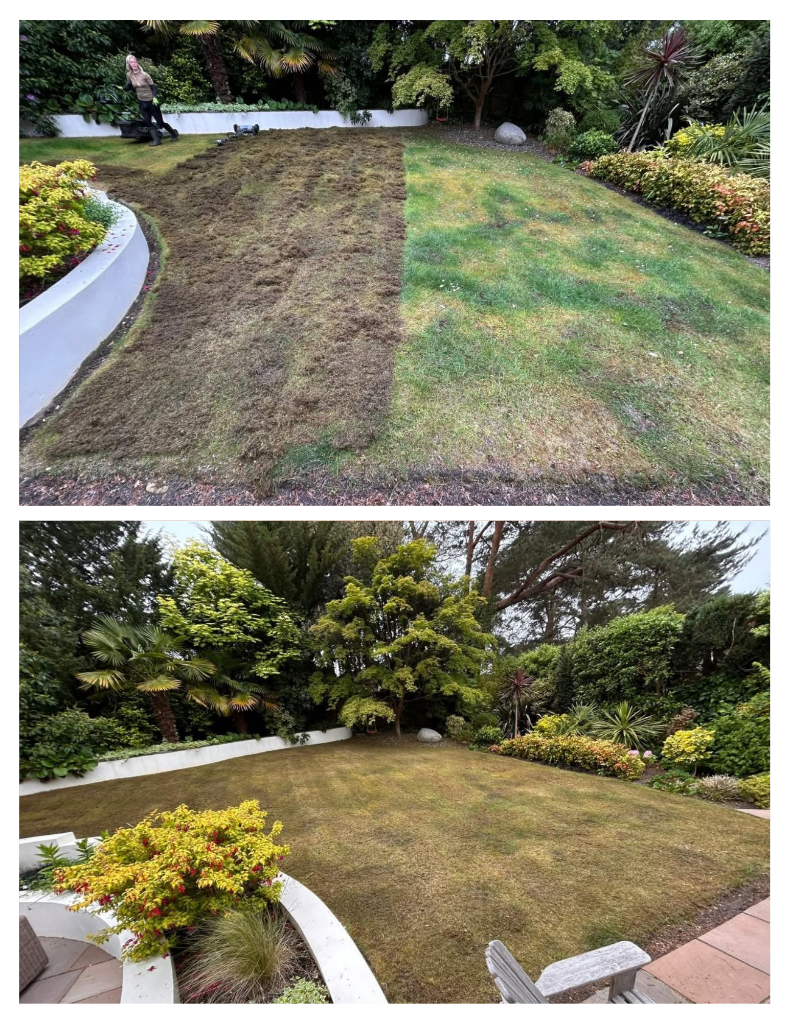After a feed, seed and irrigation, this lawn will bounce back green and lush ready for summer