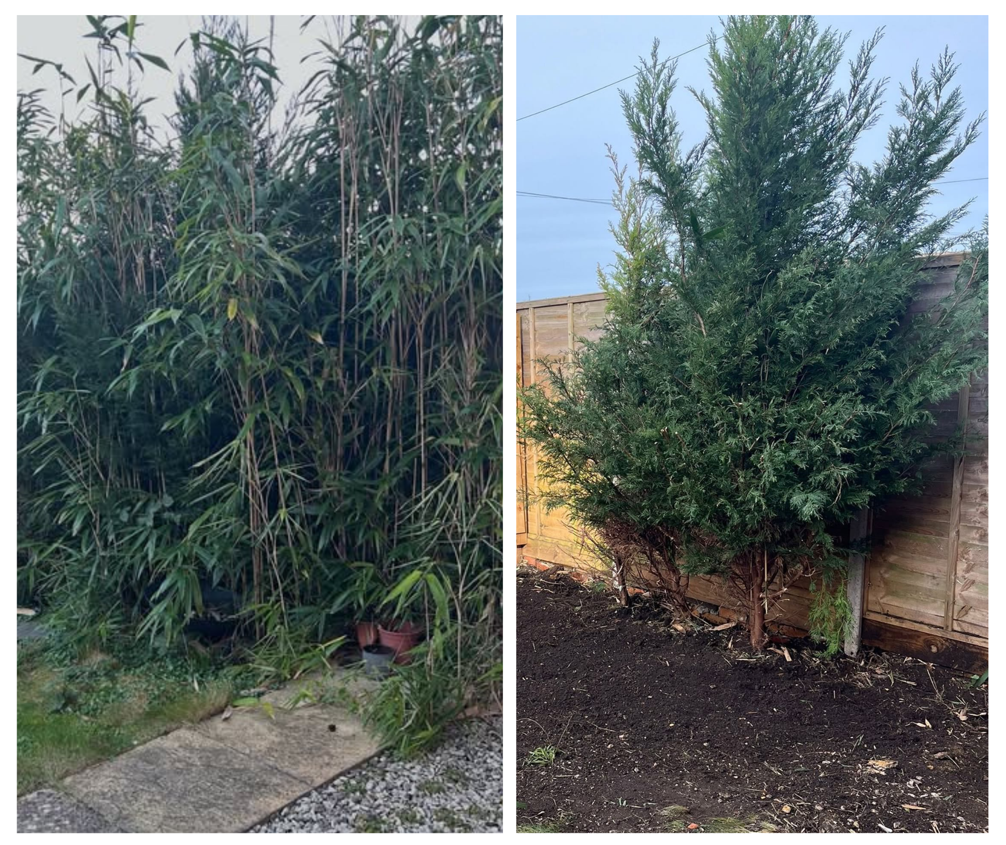 A before and after from a recent successful bamboo removal-this particular crown had spread across 3 gardens growing through the lawn 