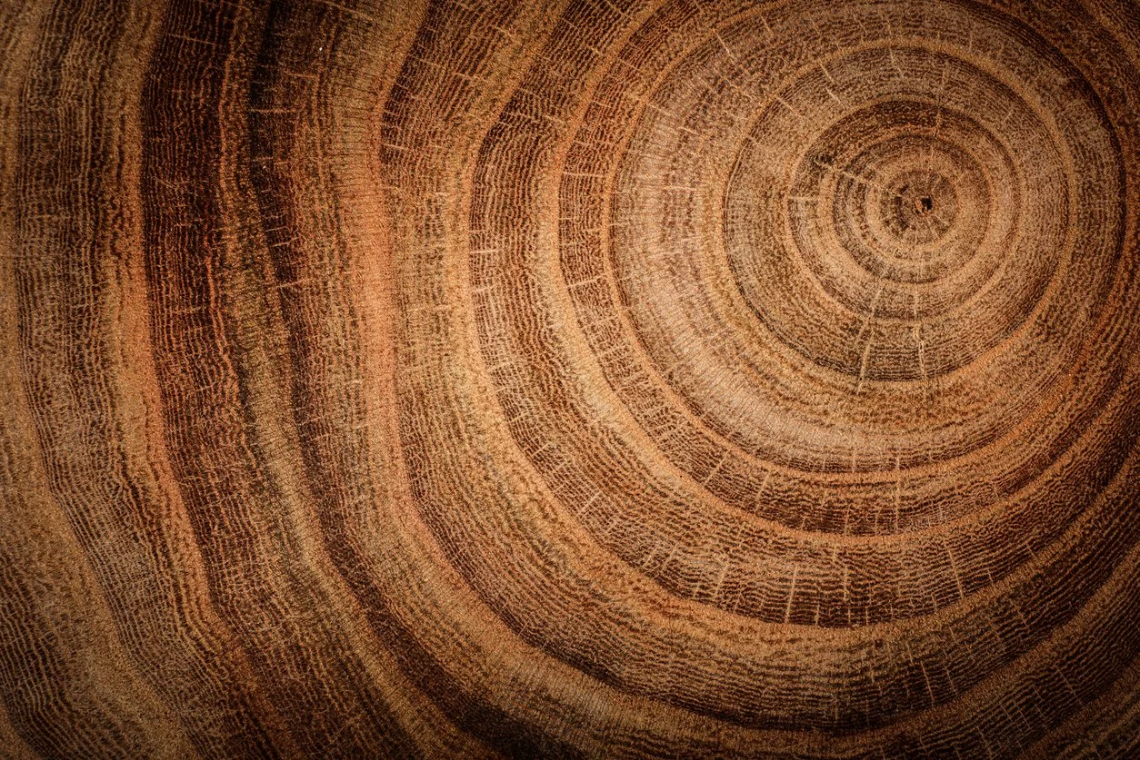 Zoom sur la surface d'une coupe d'arbre, montrant ses anneaux de croissance concentriques.