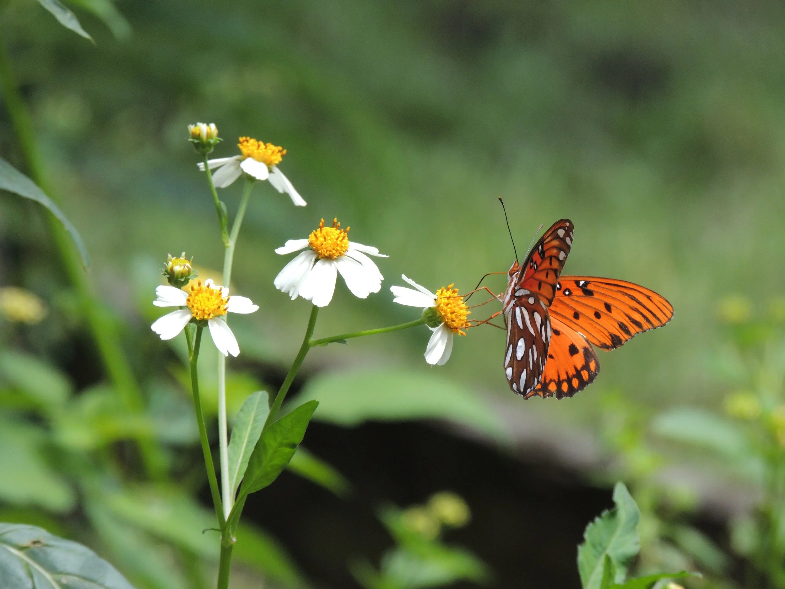 DSCN5712.JPG