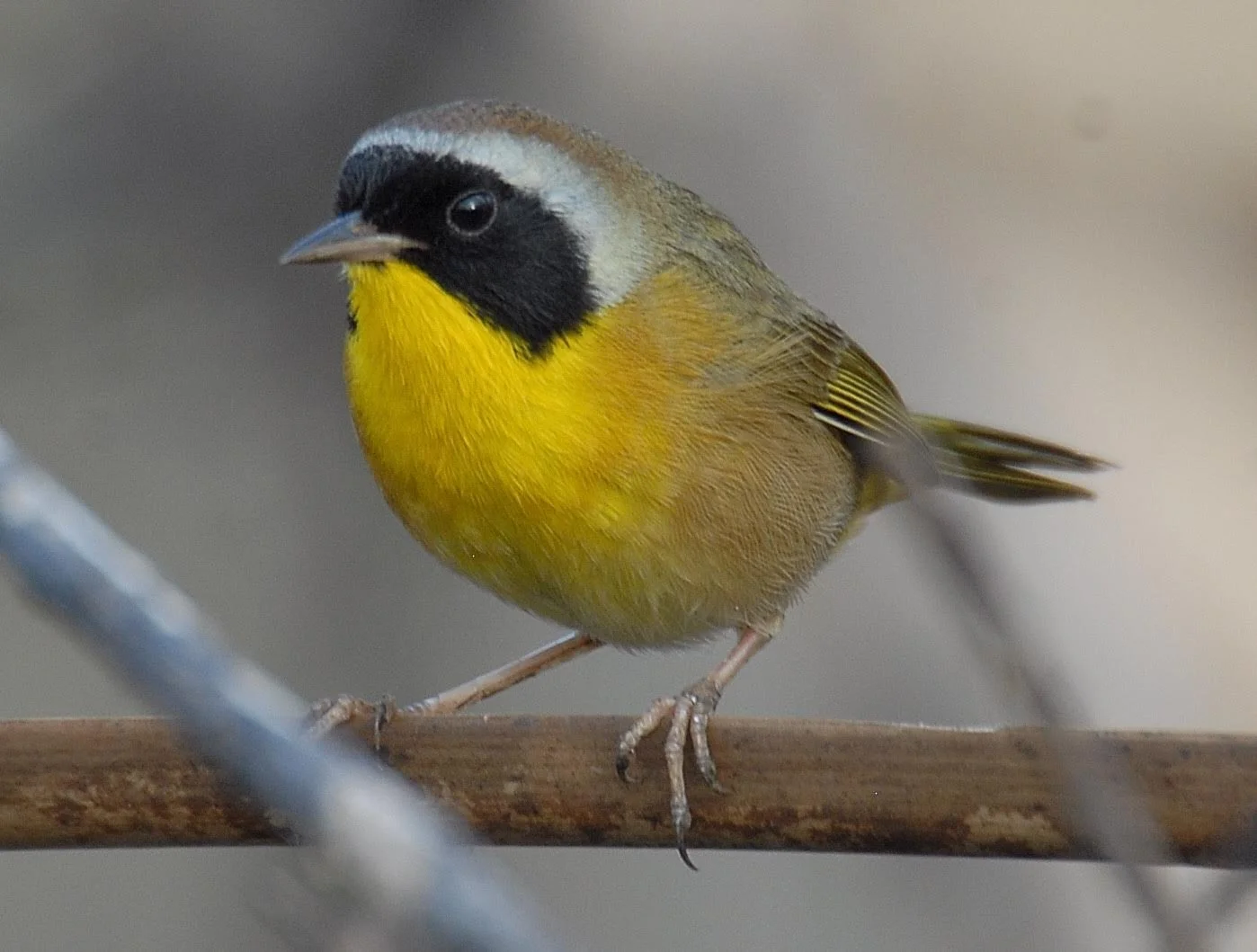 2025 Wekiva River Christmas Bird Count Summary