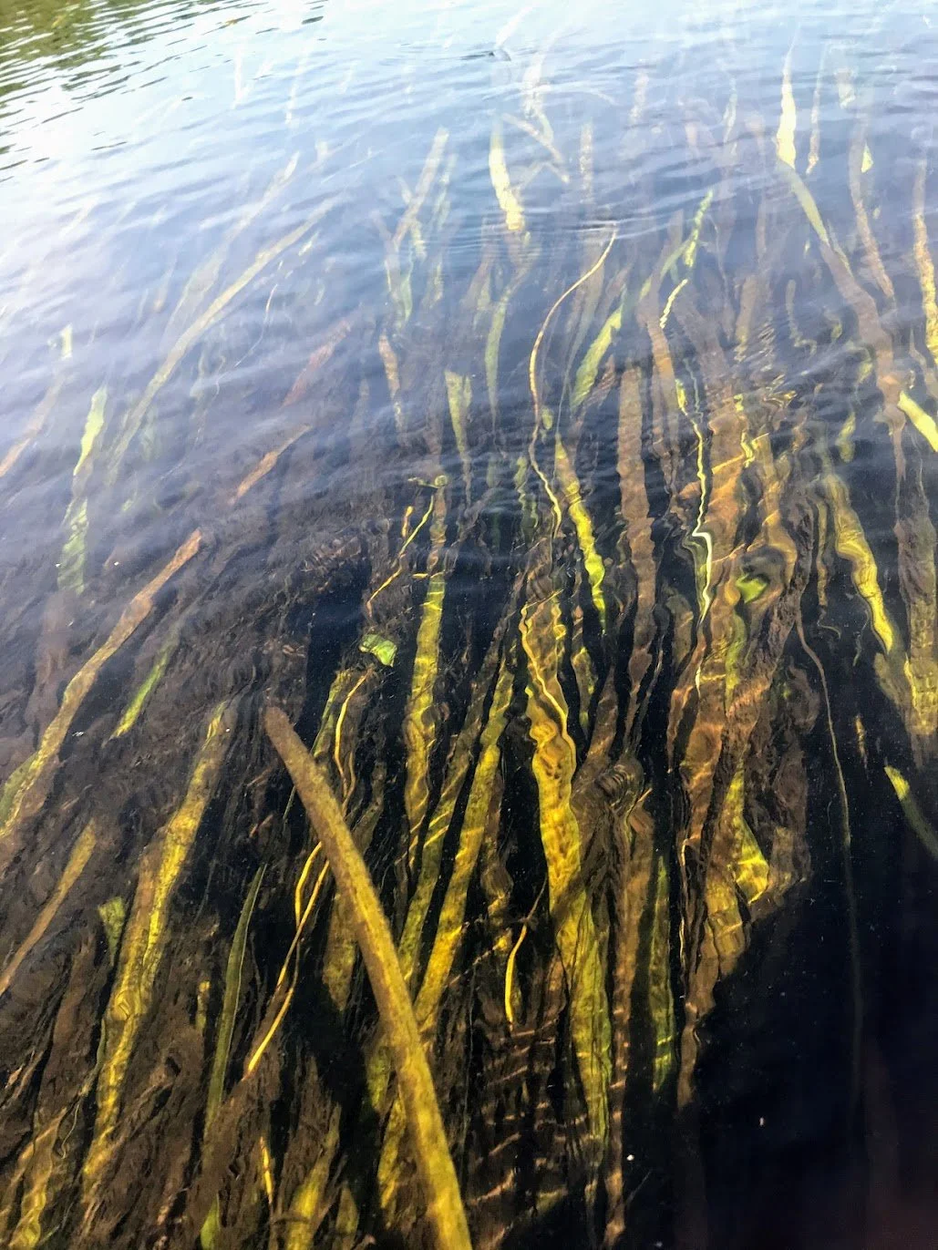 We need your help as FOWR Challenges the 2025 Wekiwa &amp; Rock Springs Plan 