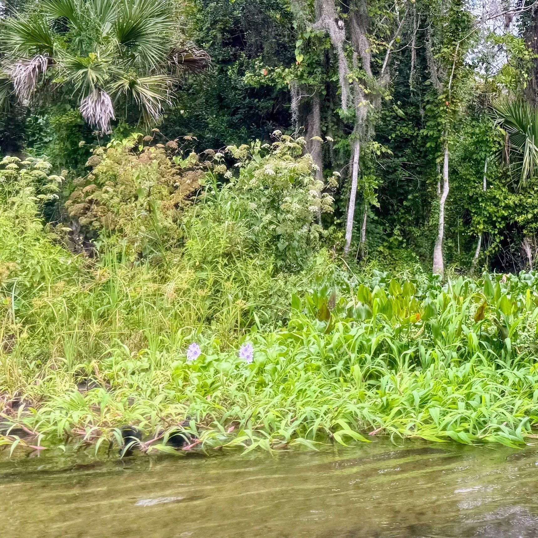 Update on Little Wekiva River 