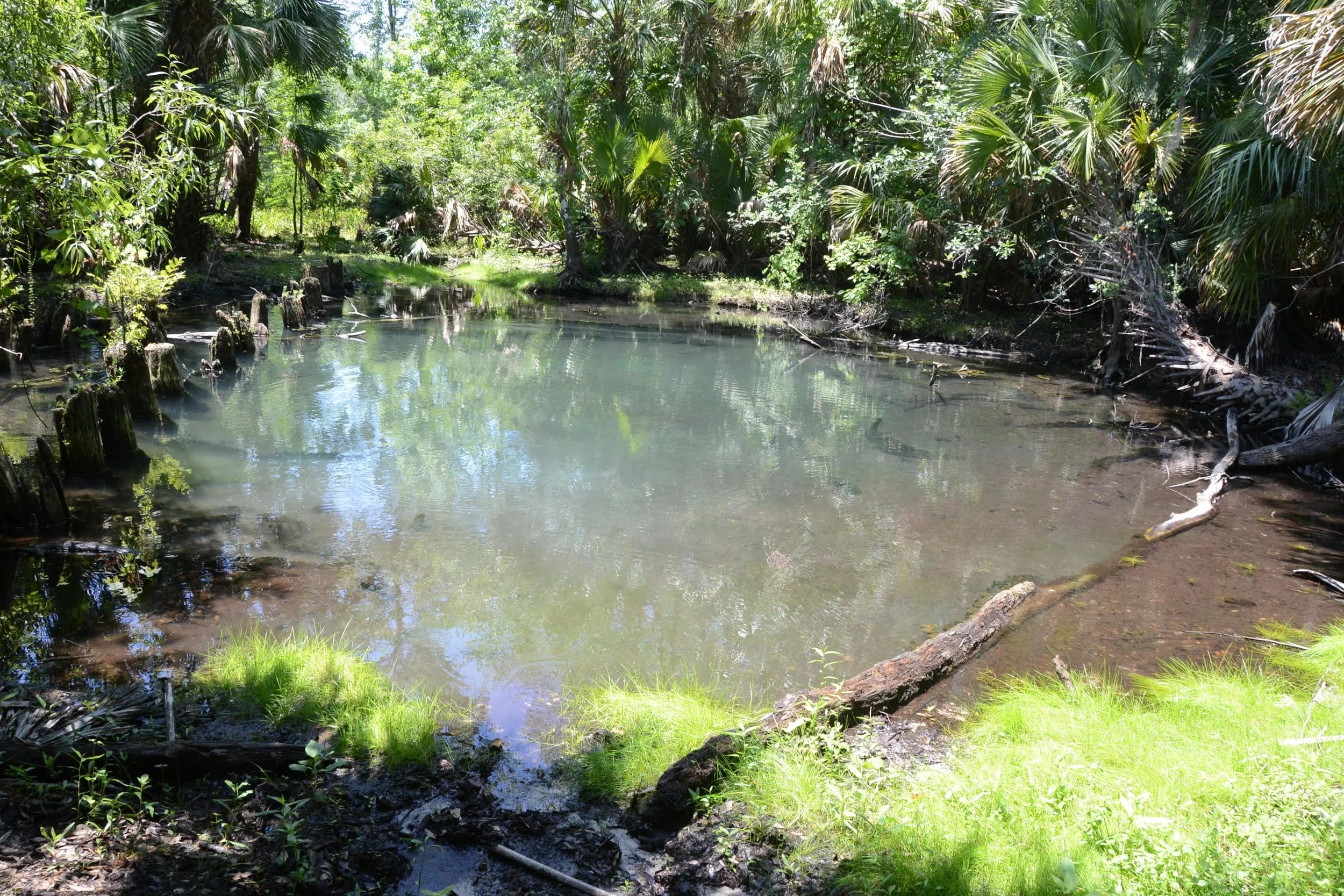 Hidden Springs Field Trip in Seminole State Forest