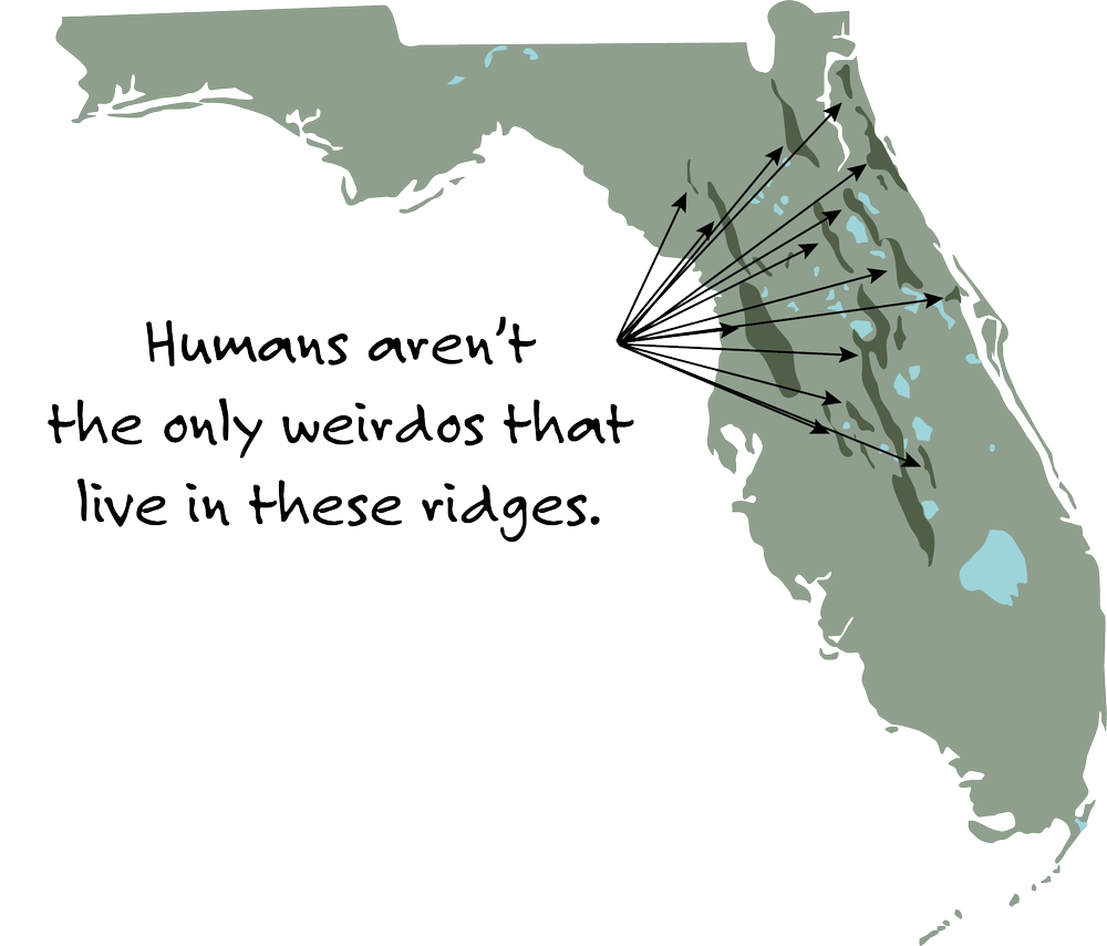 Sand Skinks — Friends of the Wekiva River